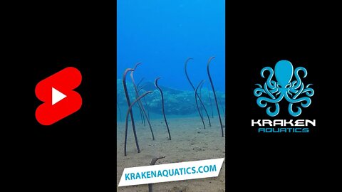Somebody come and look at these garden eels #shorts