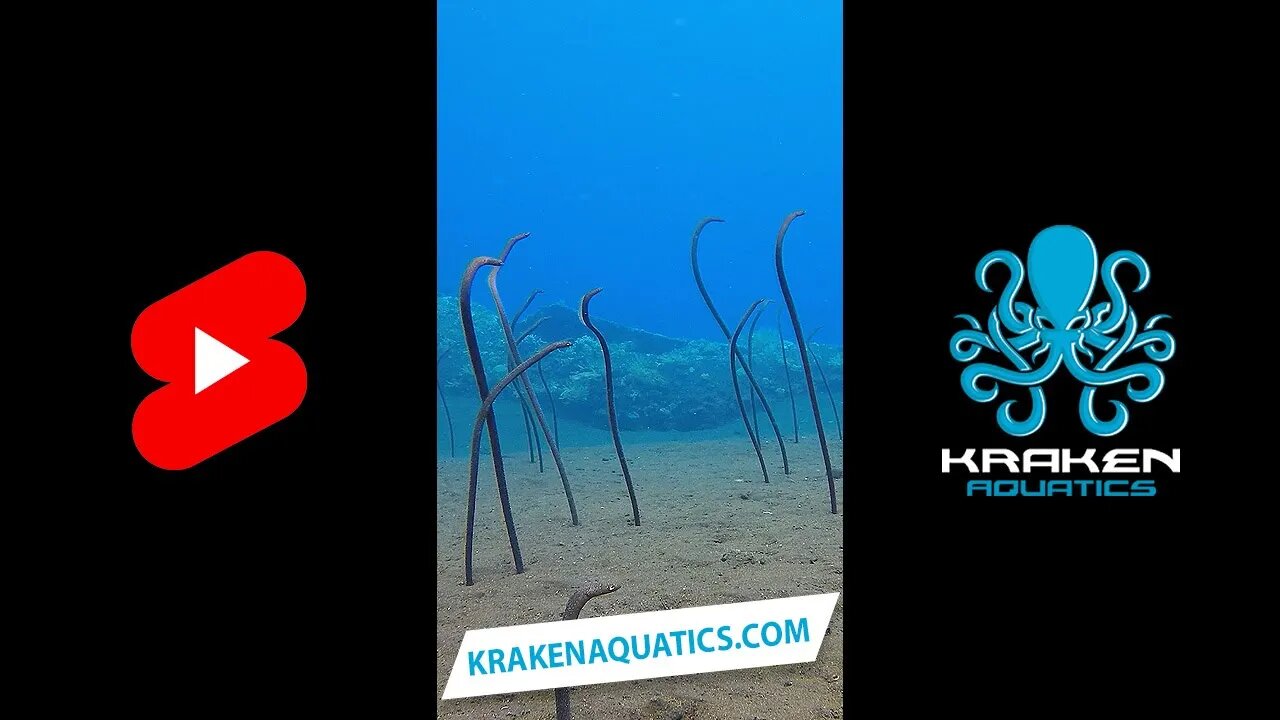 Somebody come and look at these garden eels #shorts