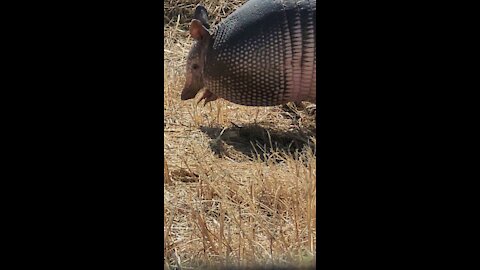 Rare armadillo footage - foraging for the meaning to life