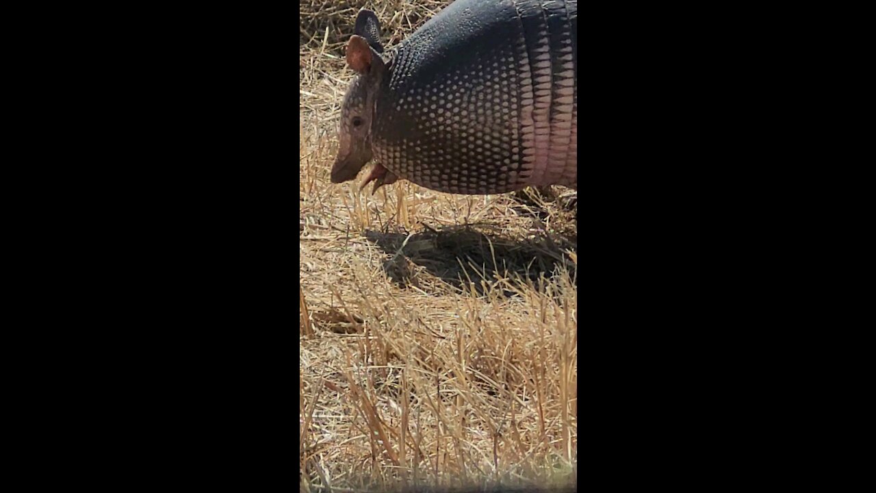 Rare armadillo footage - foraging for the meaning to life