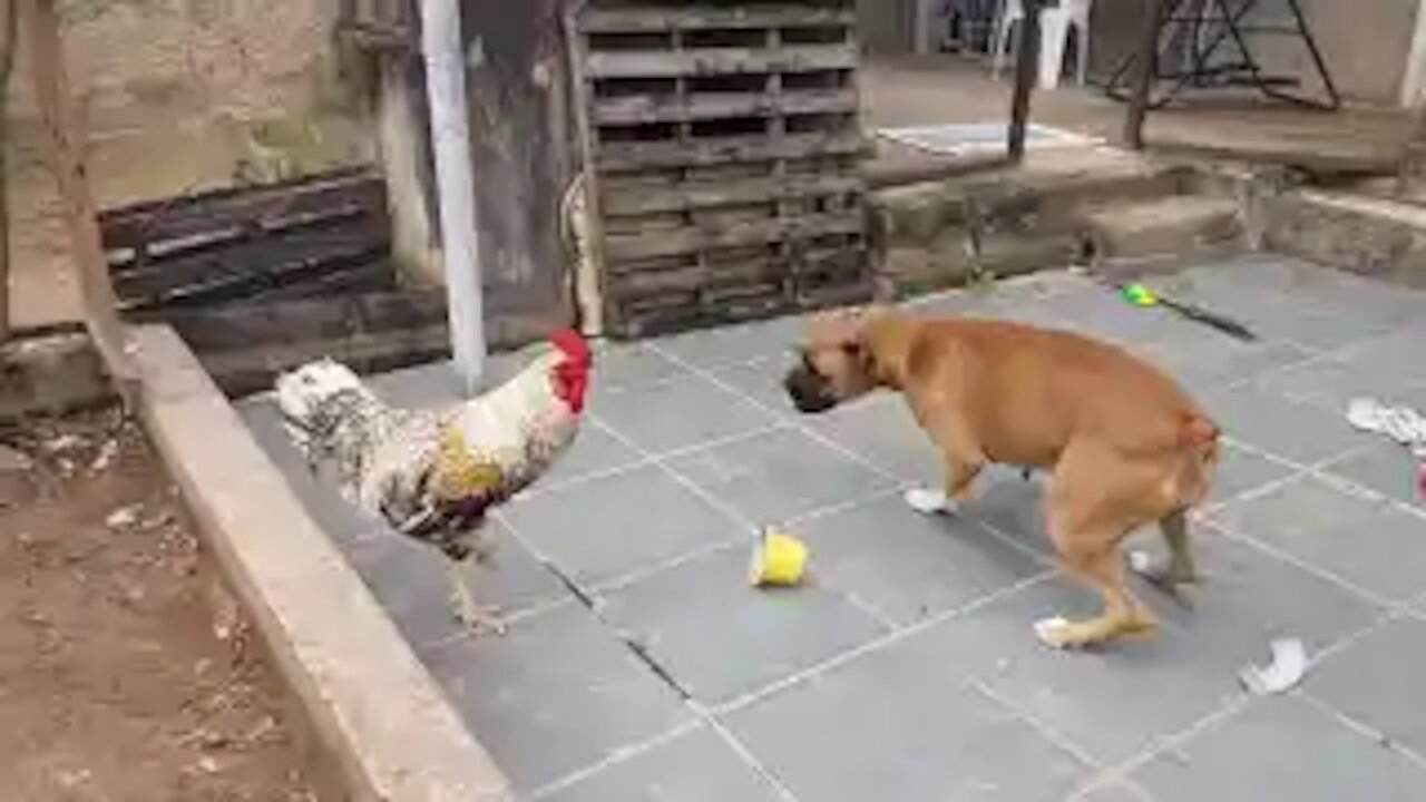 smart dog angry chicken