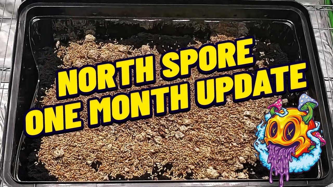 North Spore Boomr Bag One Month Update | Boomr Kit EP3