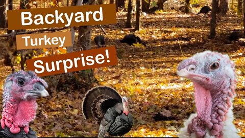 Backyard Turkey Surprise!