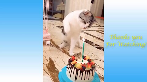 cutest and funnniest cat and dogs compilations