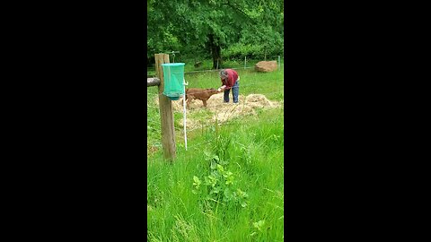 Baby calves 1st bottle