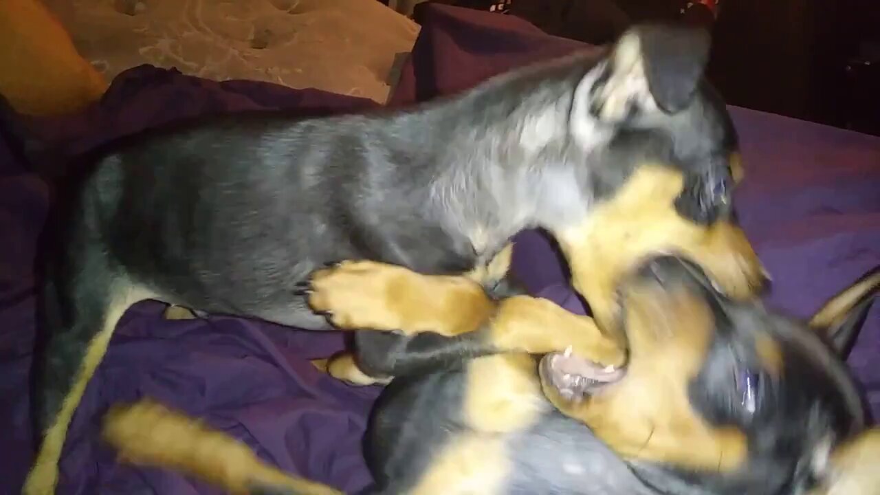 New MinPin Puppie Brothers