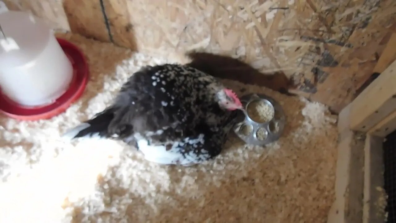 Brand new Mama Hen taking care of her baby chicks. 🐔🐥🐤💖 All four baby's come out towards the end