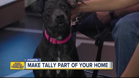 Aug. 19 Rescues in Action: Expand your family with Tally