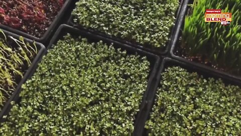 Sunflower and Stars Farm | Morning Blend
