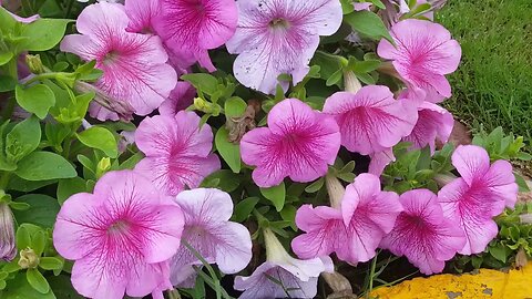 The Flowers Ambient Music