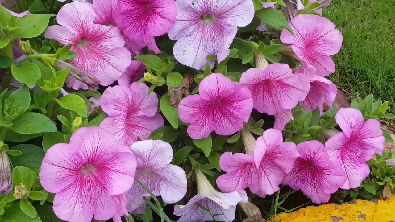 The Flowers Ambient Music