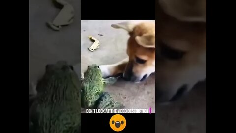 Dog VS Frog 🐸😂 #Shorts #ytshorts #UbertainmentFun #Dogs #Animals #Fun