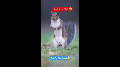 #funnyanimal👍