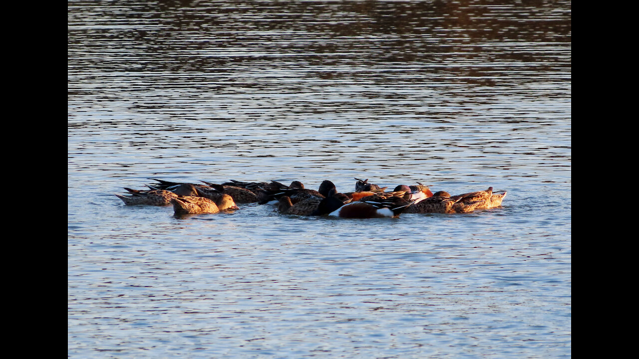 Circling Ducks