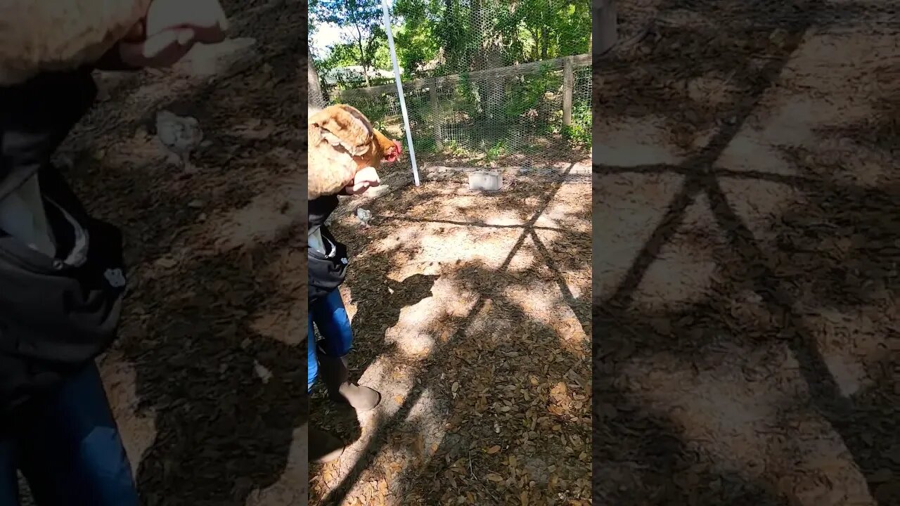 Another Chicken in SlowMo... 🤗