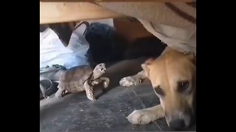 turtle and dog fight Who's the Bitch now