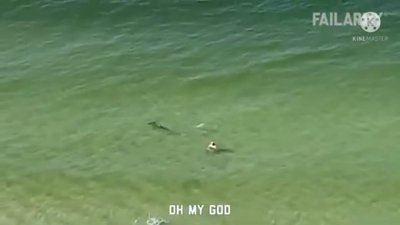 Funny animals to do