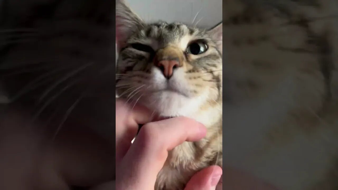 When your cat looks like Garfield, but isn’t orange