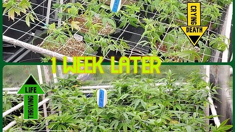 Healthier Clones in 1 week - Mills vs Athena - Veg Day 11