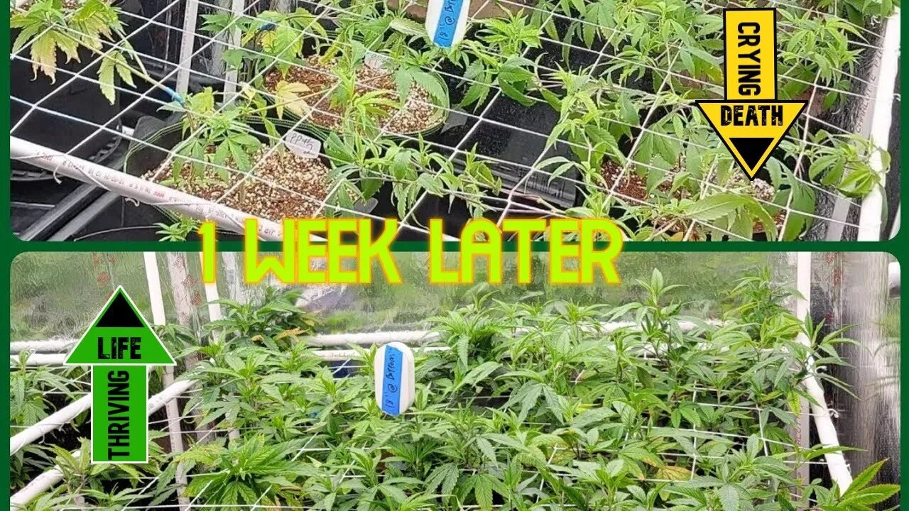 Healthier Clones in 1 week - Mills vs Athena - Veg Day 11