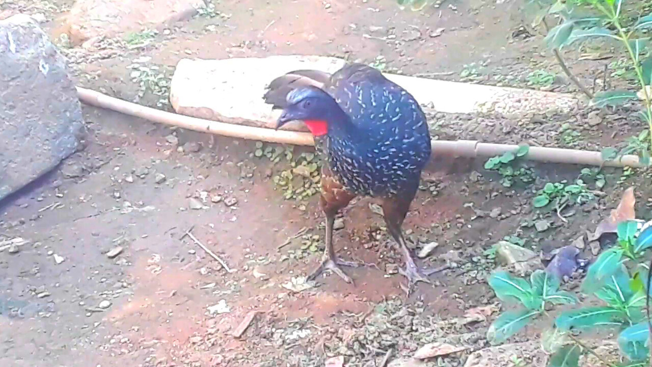 Jacu Passeando: Um Dia na Vida na Terra