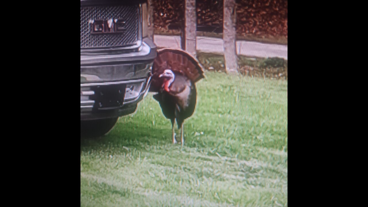 JAKE THE GOBBLER VS. MY TRUCK