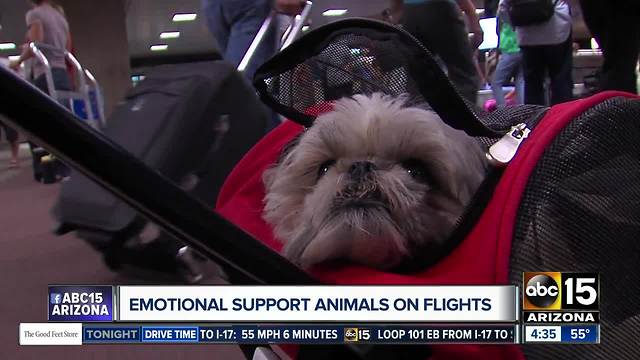 Fake emotional support animals flying for free?