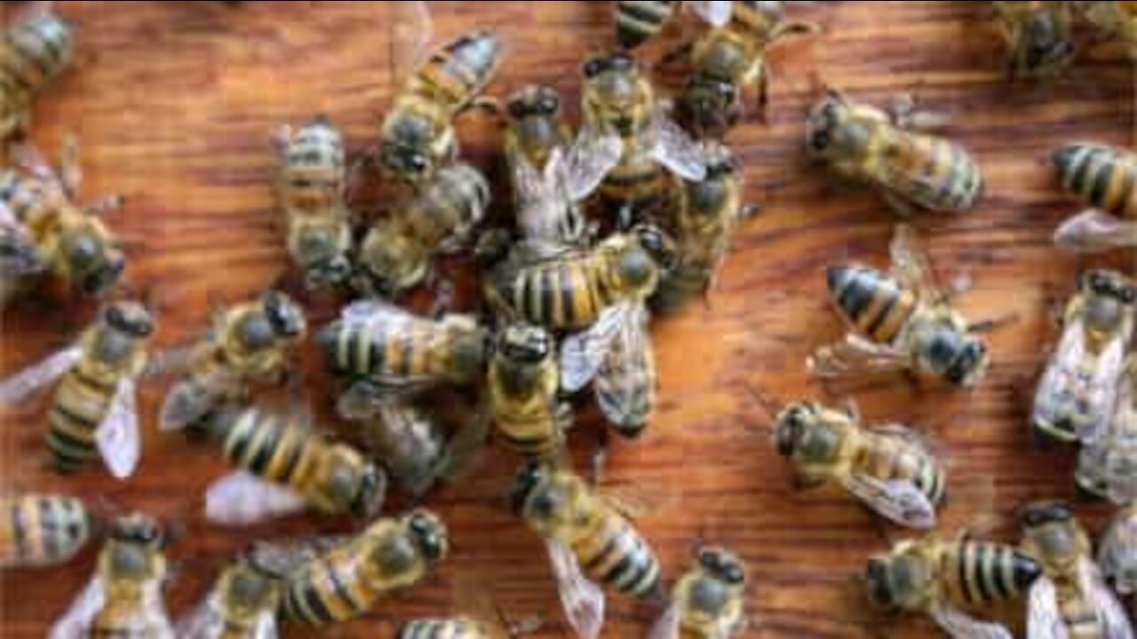 Ce propriétaire retrouve sa maison envahie de guêpes