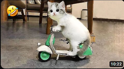 New Funny Animals 2023 😍😁 Funniest Cats and Dogs Videos 😹🐶