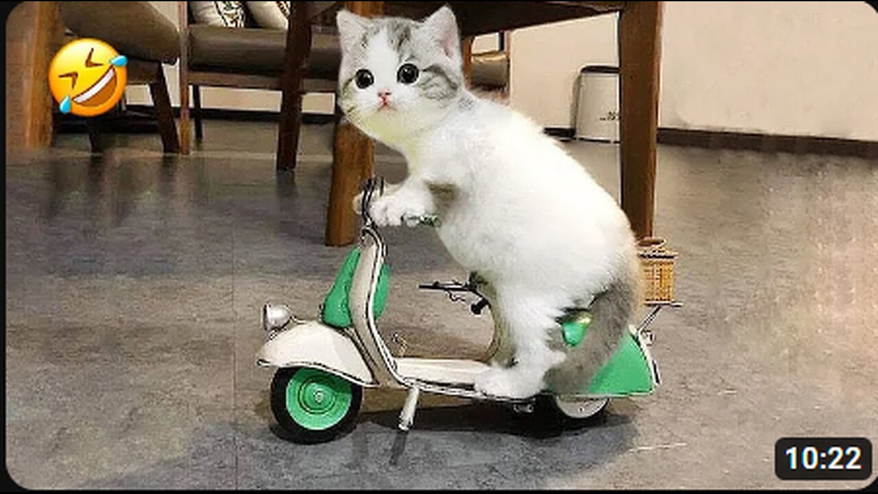 New Funny Animals 2023 😍😁 Funniest Cats and Dogs Videos 😹🐶