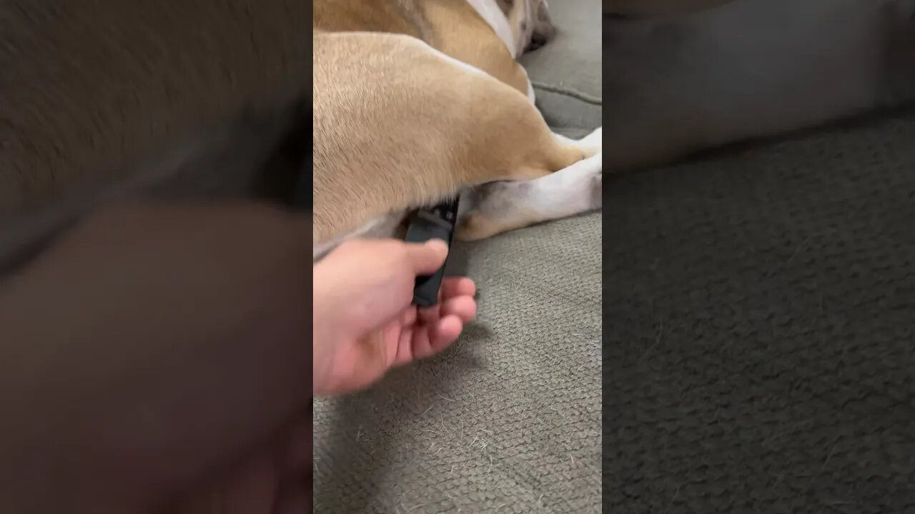How Did That End Up There 🤦🏻♂️ #dogsofyoutube