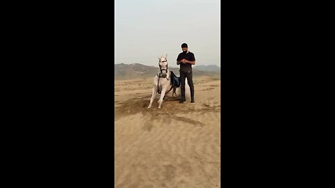 Horse praying