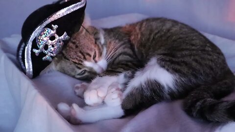 Cute Cat Gets His Pirate Hat