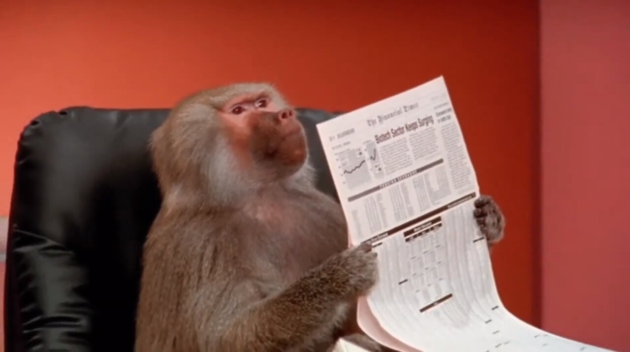 Funniest Monkey - cute and funny monkey videos