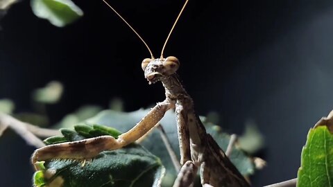 Best Praying Mantis showdowns