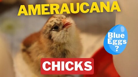 WE GOT BABY CHICKS! Ameraucana's, Buff Orpingtons, Barred Plymouth Rock & Blue Andalusian