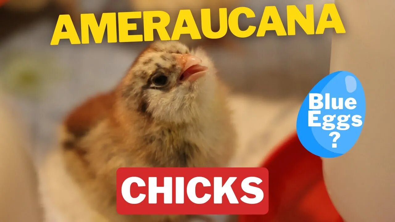 WE GOT BABY CHICKS! Ameraucana's, Buff Orpingtons, Barred Plymouth Rock & Blue Andalusian