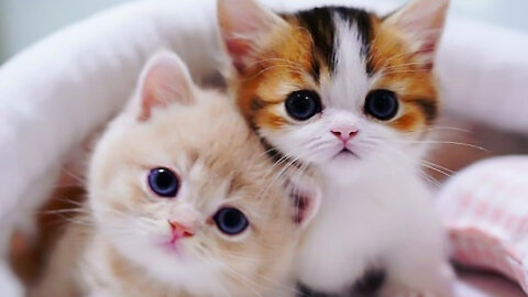 OMG So Cute ♥ Best Funny Cat Videos 2021