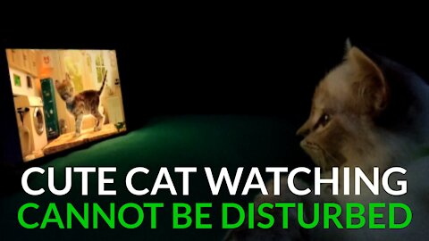 Cats - Funny Pet Reactions | Purr Purr