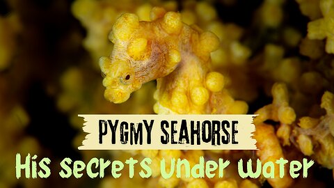 The Ecosystem Role of the Pygmy Seahorse: A Hidden Hero of the Ocean