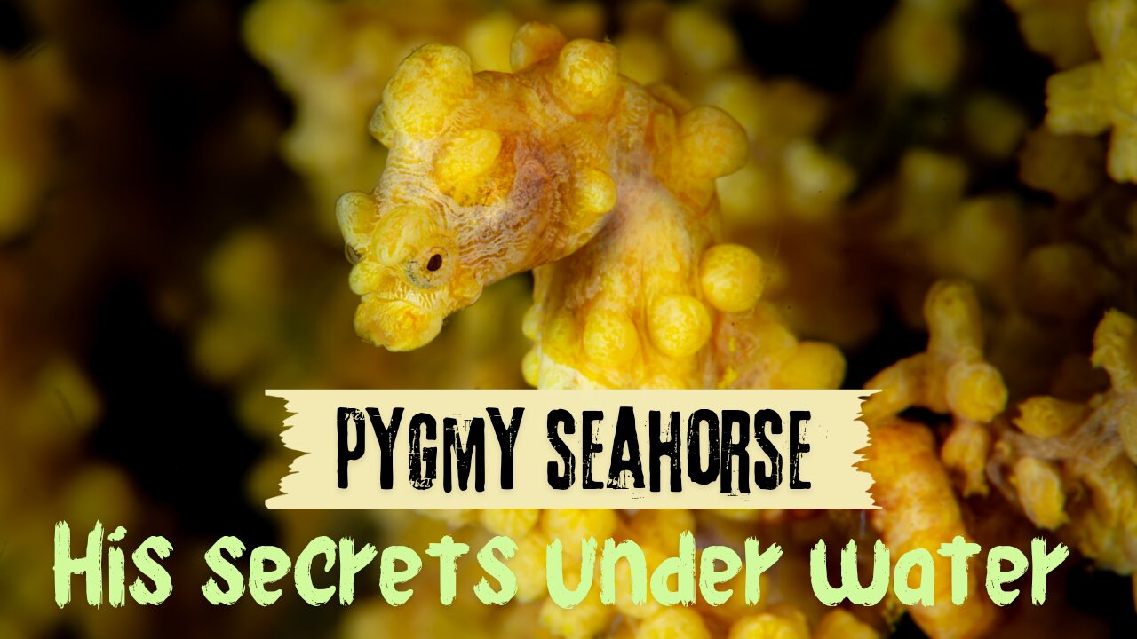 The Ecosystem Role of the Pygmy Seahorse: A Hidden Hero of the Ocean