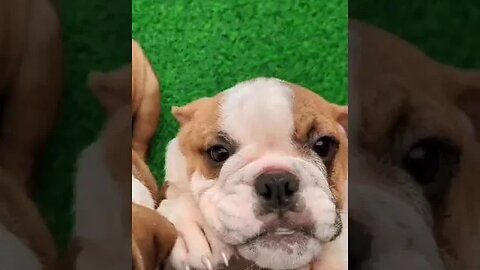 Cutest English Bulldog Video You'll See On The Internet Today 💕 🐾#shorts