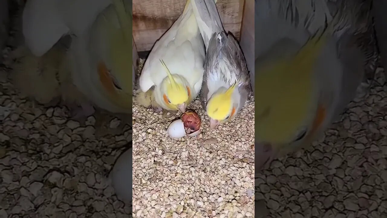 Cockatiel pair with babies l #shorts l #cockatielbreeding l @BikisAviary