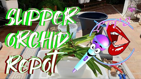 LIVE Repotting Paphiopedilum NoId | Fun Chat -n- Chill on The Patio | Q & A #ninjaorchids