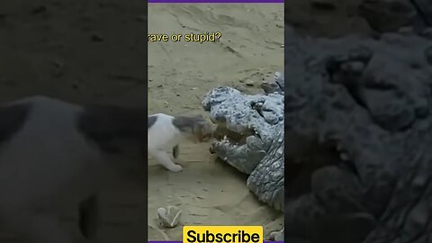 Ate the cat #shorts #youtubeshorts #animals #cat #viralshorts