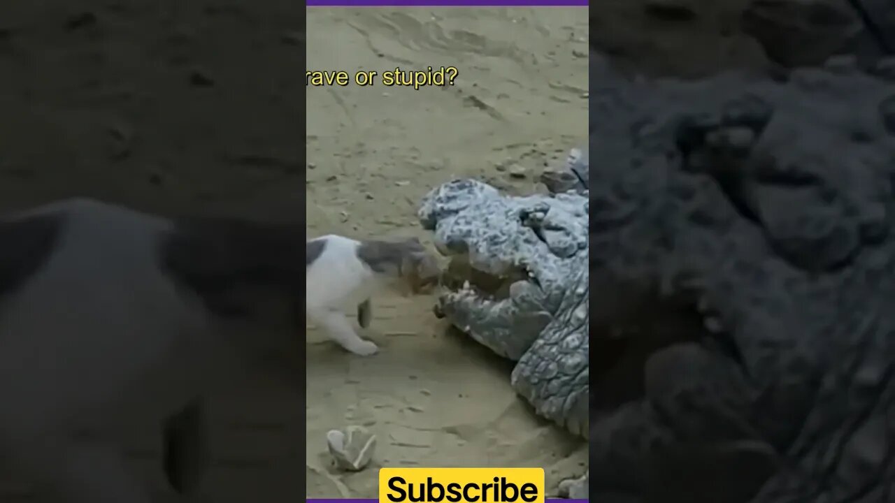 Ate the cat #shorts #youtubeshorts #animals #cat #viralshorts