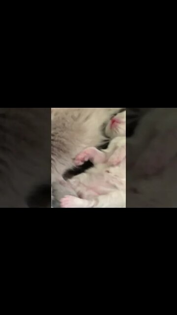 Adorable Snuggly Kittens #Shorts 😻