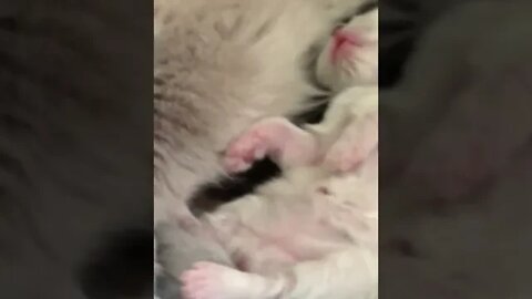 Adorable Snuggly Kittens #Shorts 😻