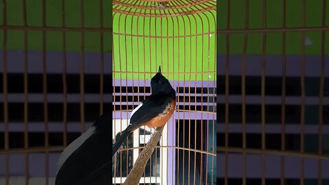 Terbukti Ampuh!!!Terapi Pancing Suara Masteran Burung Murai Pagi Hari Biar suara gacor Full isian