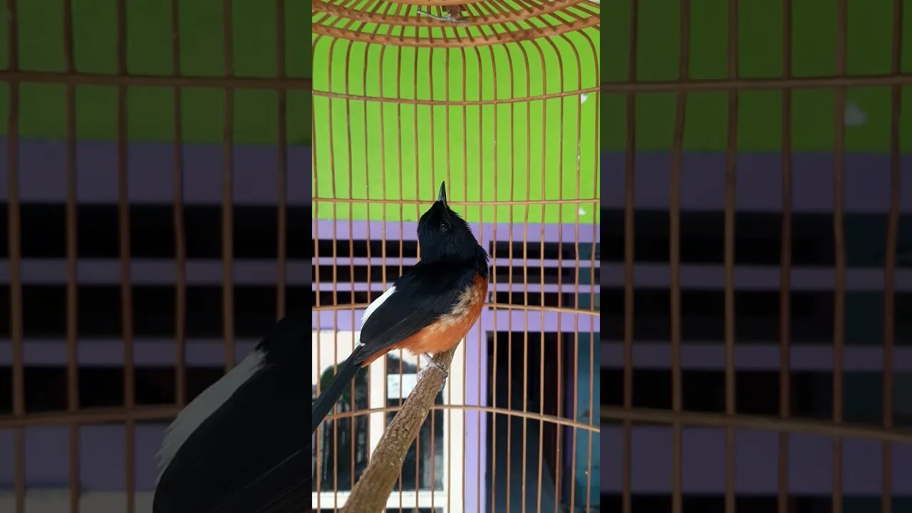 Terbukti Ampuh!!!Terapi Pancing Suara Masteran Burung Murai Pagi Hari Biar suara gacor Full isian